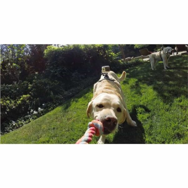GoPro Hunde Halterung